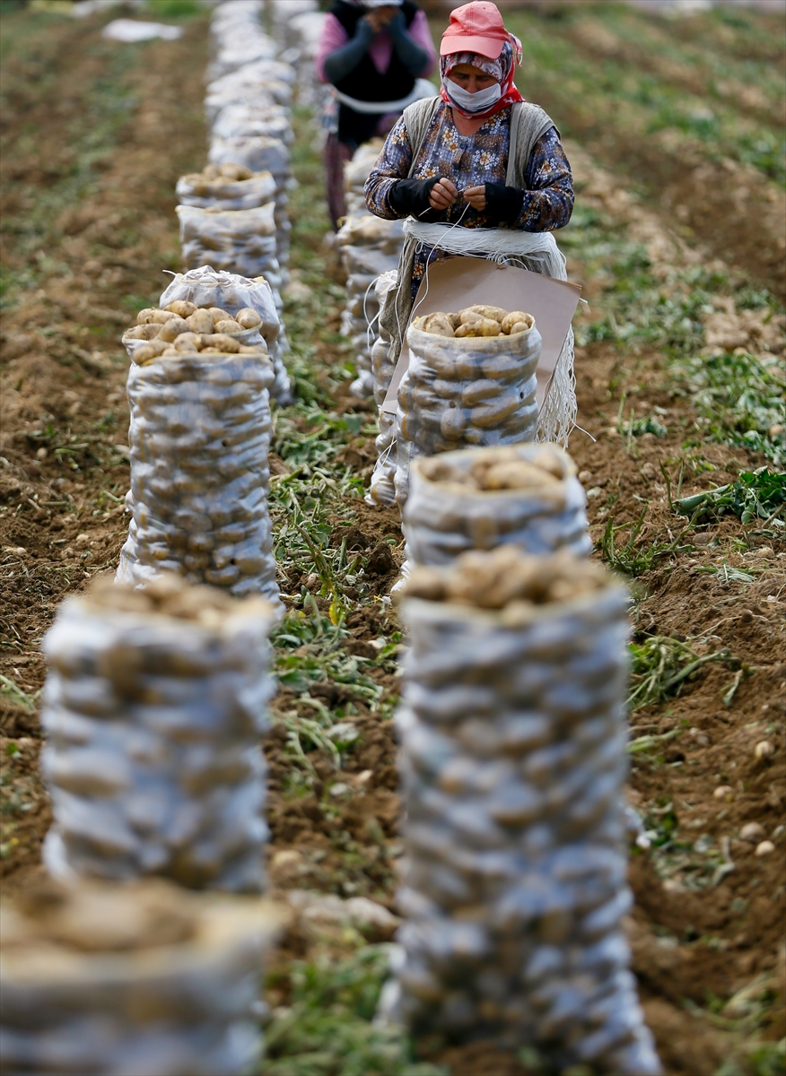 Ödemiş'te patates hasadı tam gaz!