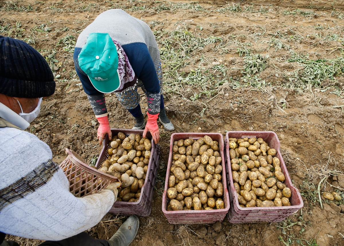Ödemiş'te patates hasadı tam gaz!