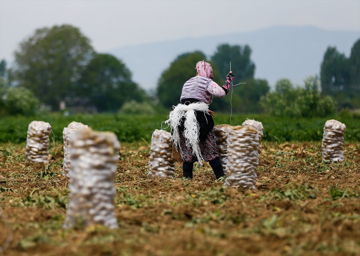 Ödemiş'te patates hasadı tam gaz!