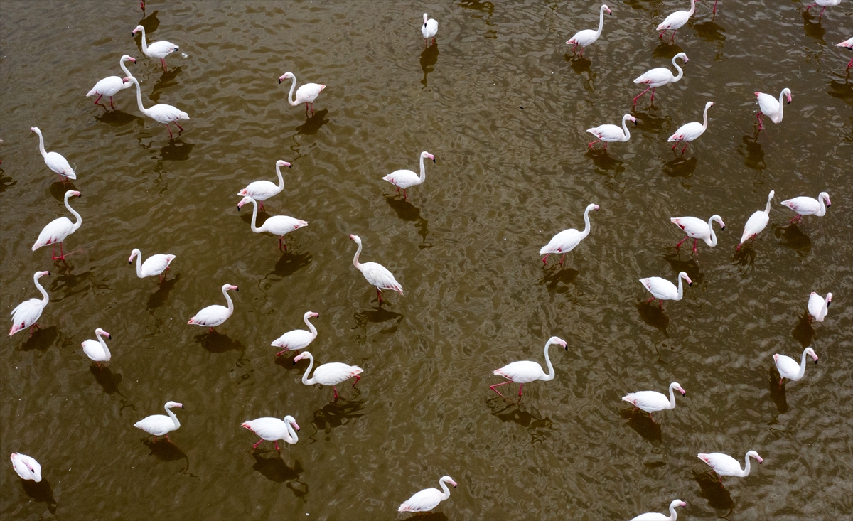 İzmir Kuş Cenneti yavru flamingolarla şenlendi