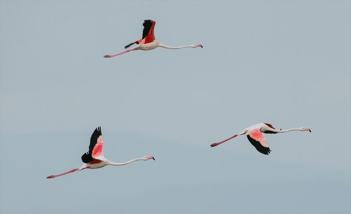 İzmir Kuş Cenneti yavru flamingolarla şenlendi