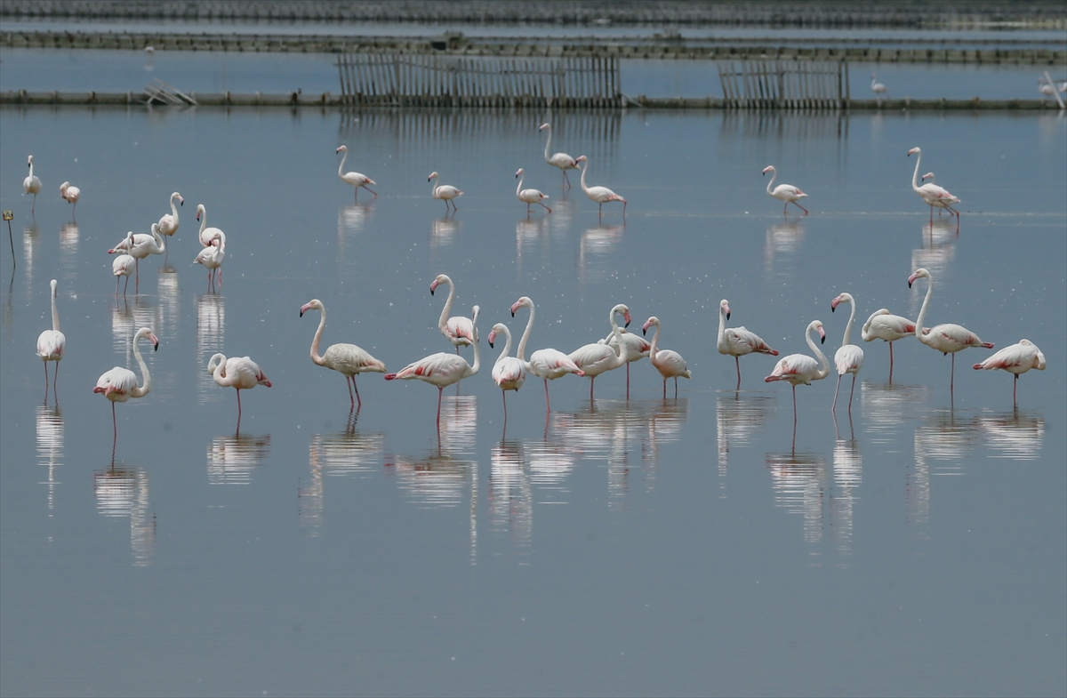 İzmir Kuş Cenneti yavru flamingolarla şenlendi