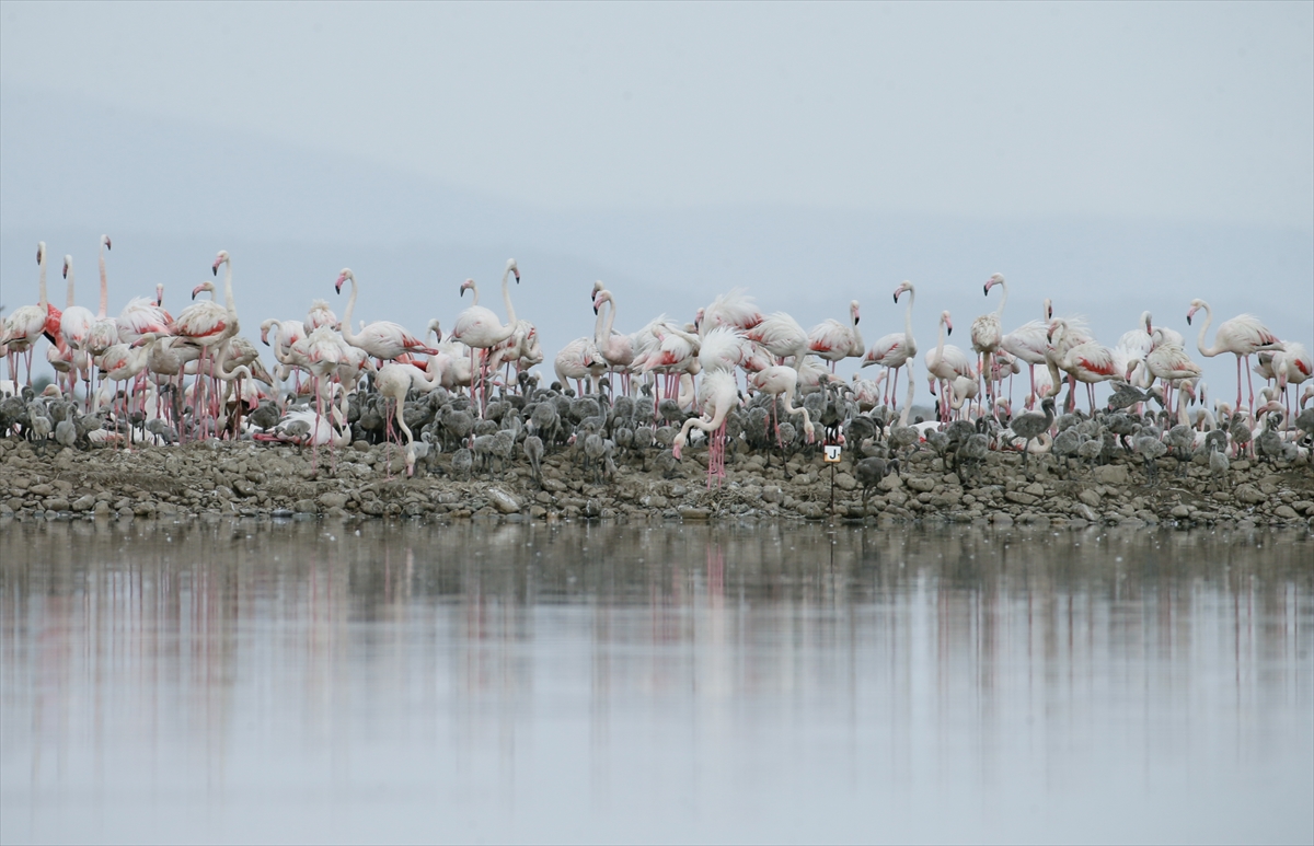 İzmir Kuş Cenneti yavru flamingolarla şenlendi