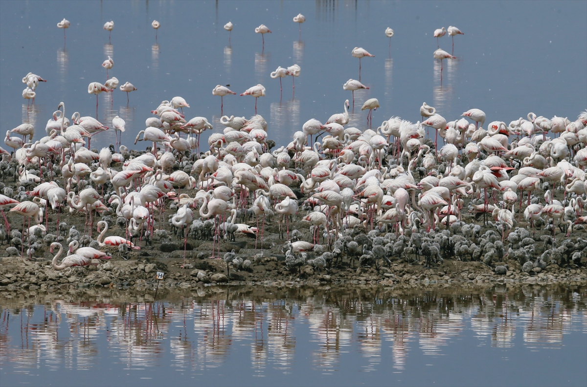 İzmir Kuş Cenneti yavru flamingolarla şenlendi