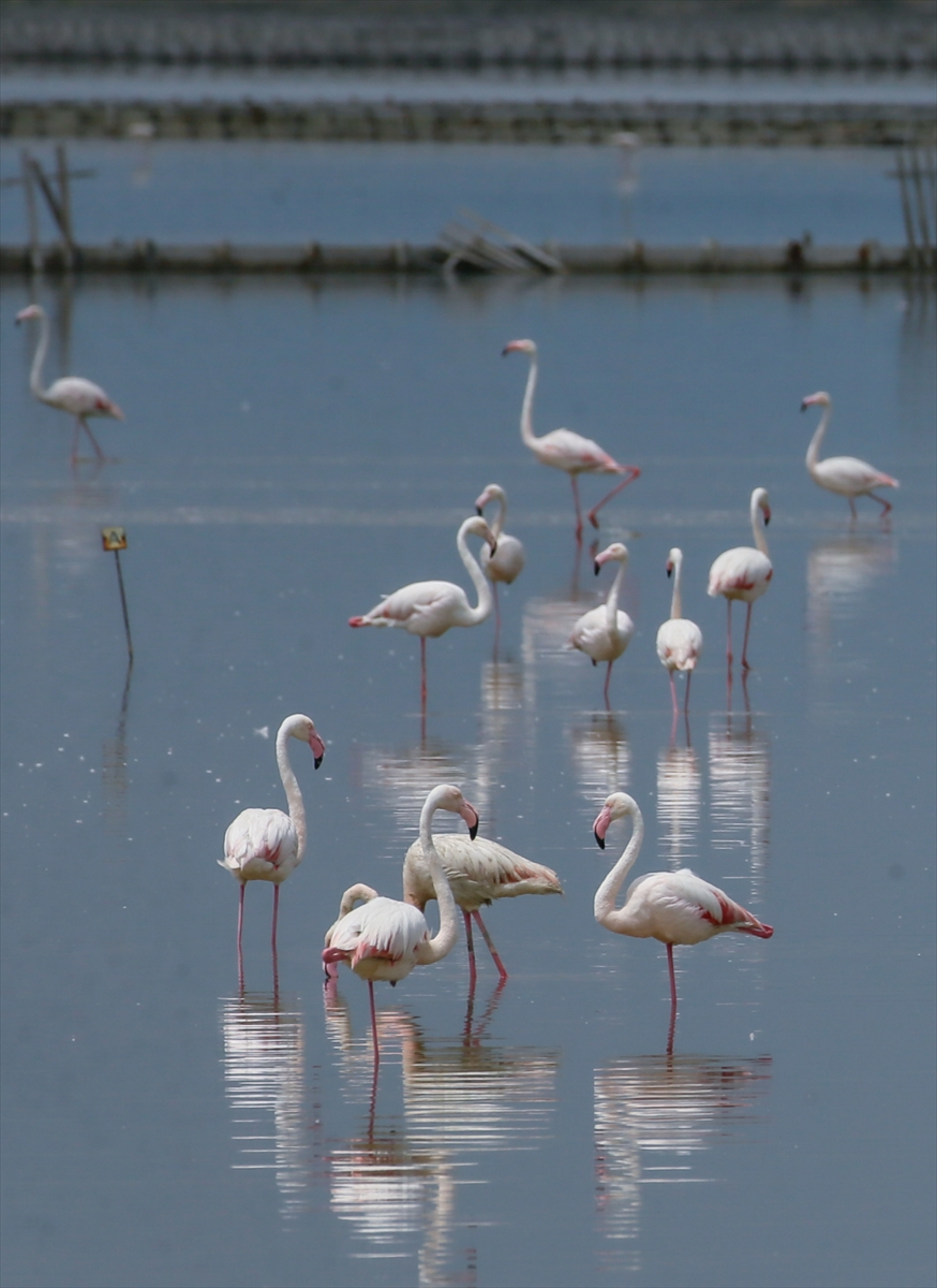 İzmir Kuş Cenneti yavru flamingolarla şenlendi