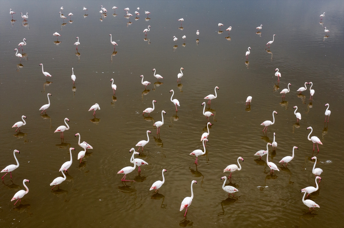 İzmir Kuş Cenneti yavru flamingolarla şenlendi