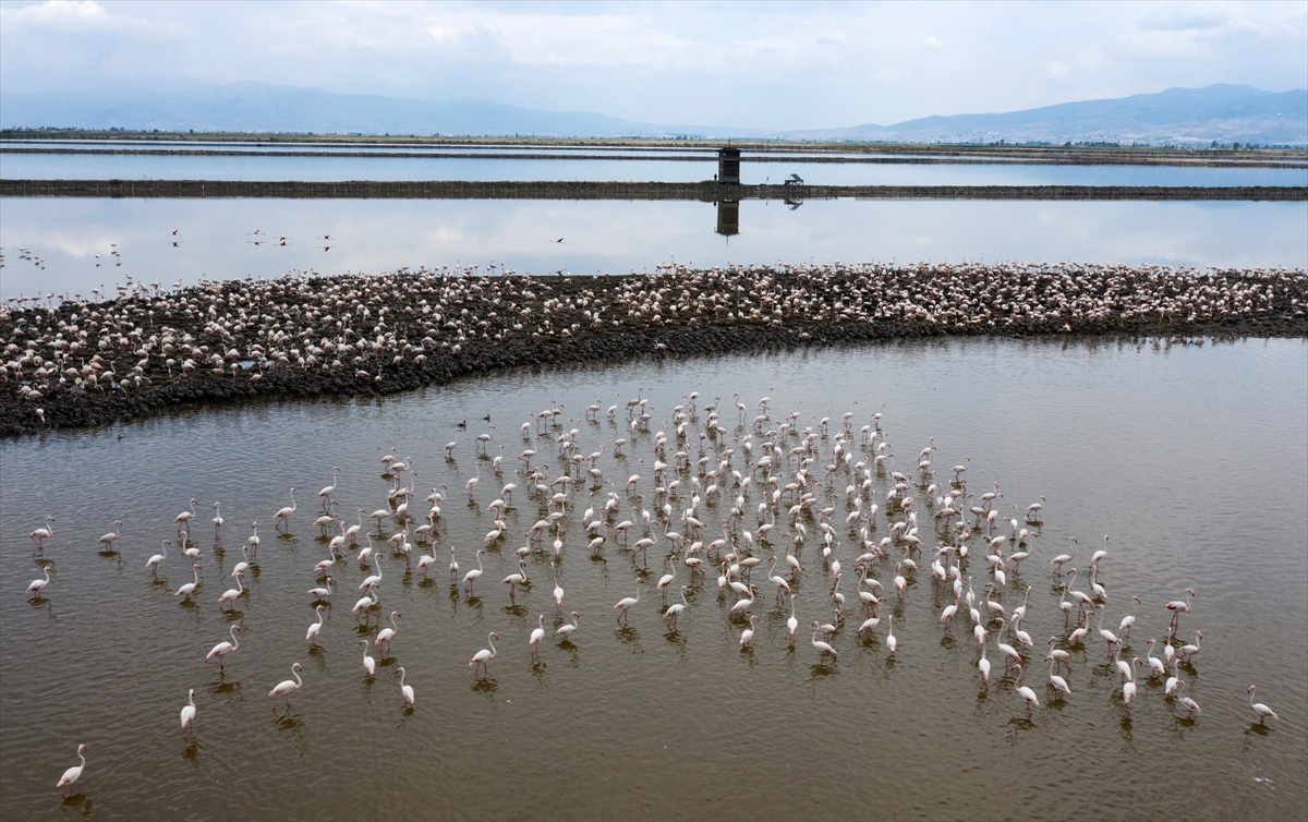 İzmir Kuş Cenneti yavru flamingolarla şenlendi