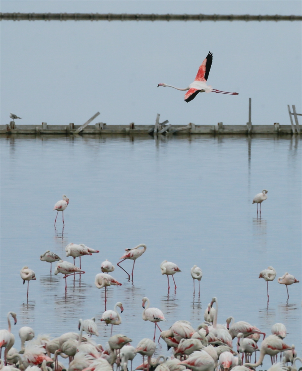 İzmir Kuş Cenneti yavru flamingolarla şenlendi