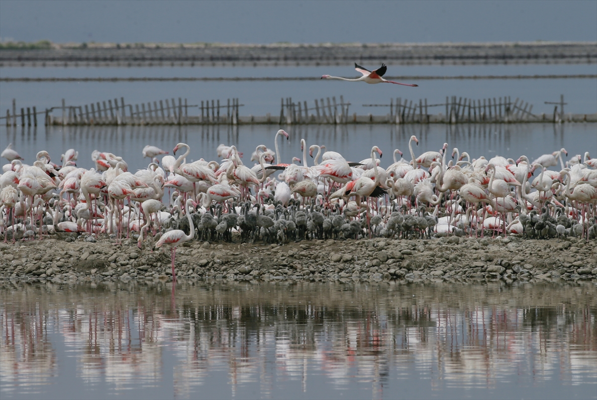 İzmir Kuş Cenneti yavru flamingolarla şenlendi