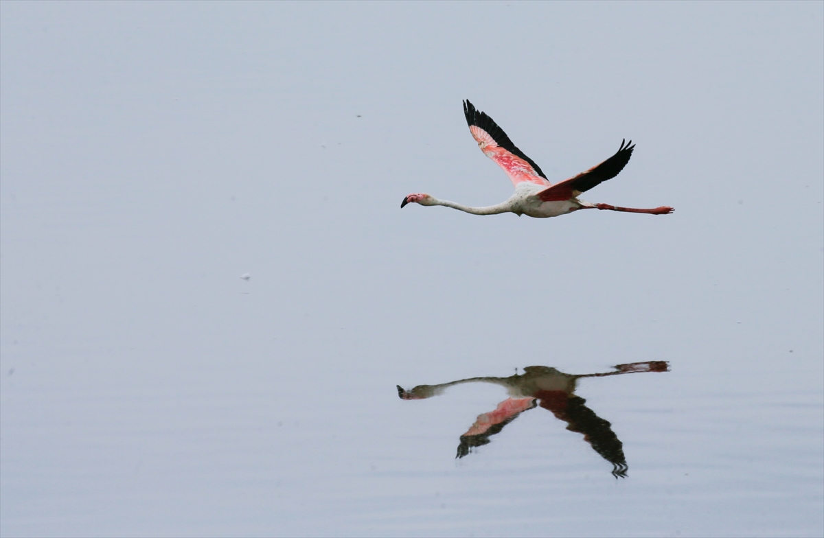 İzmir Kuş Cenneti yavru flamingolarla şenlendi