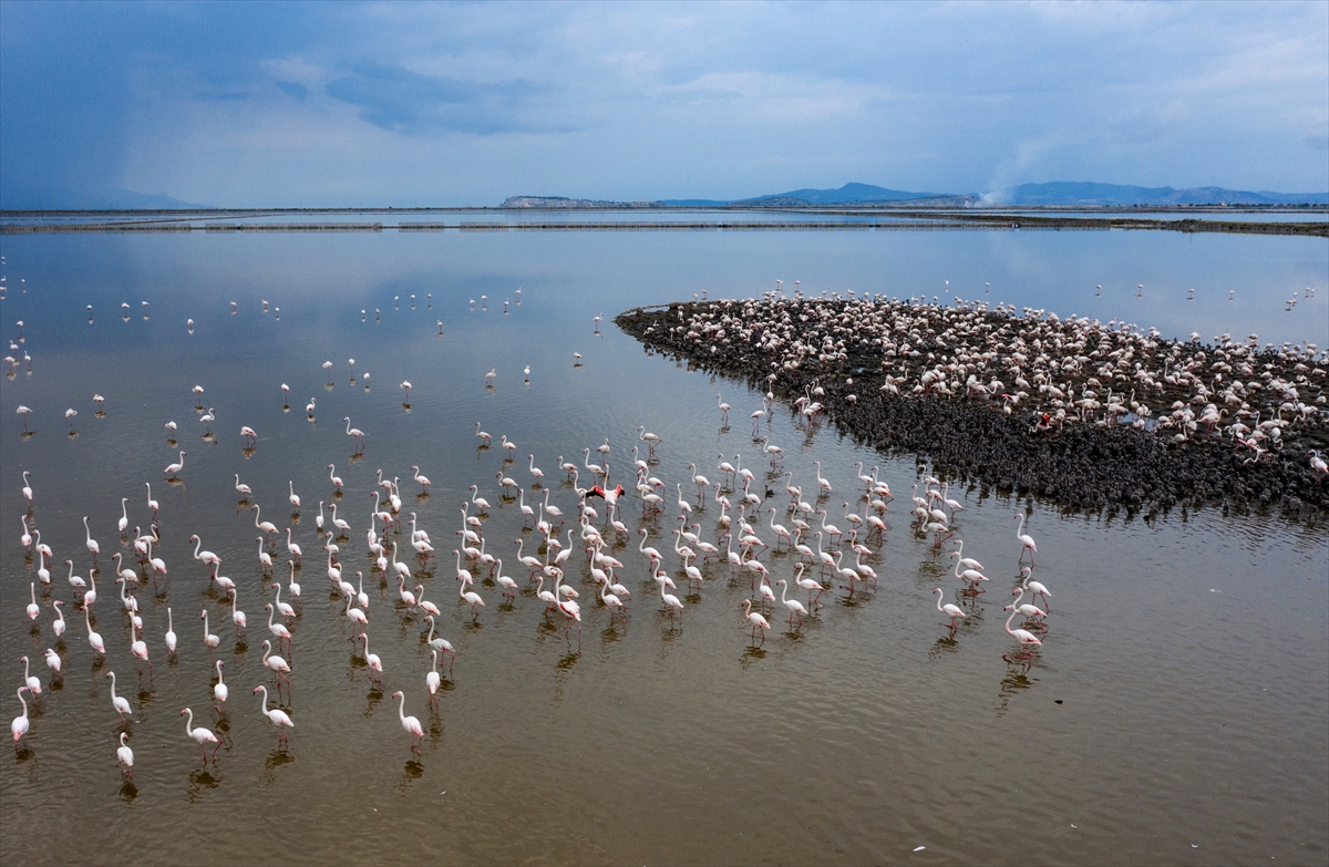 İzmir Kuş Cenneti yavru flamingolarla şenlendi