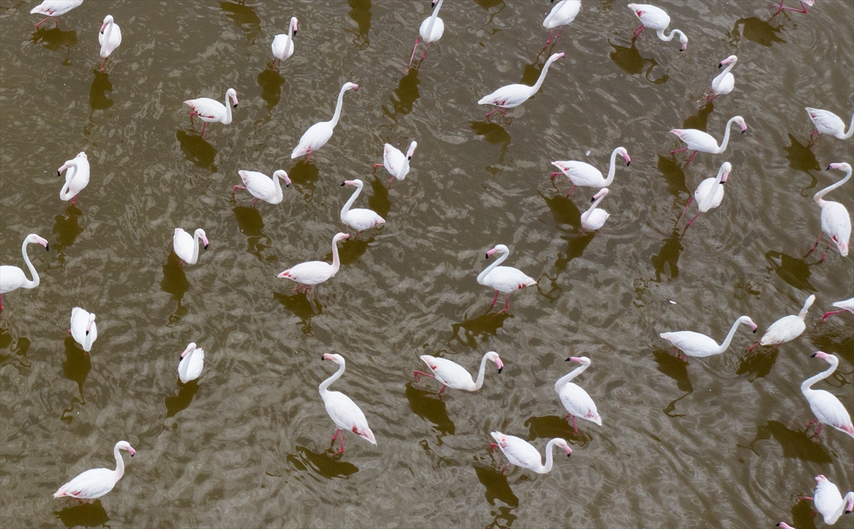 İzmir Kuş Cenneti yavru flamingolarla şenlendi