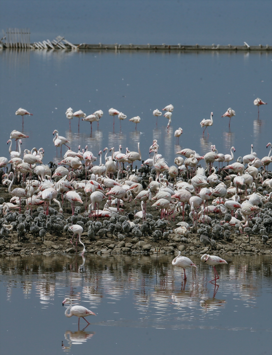 İzmir Kuş Cenneti yavru flamingolarla şenlendi