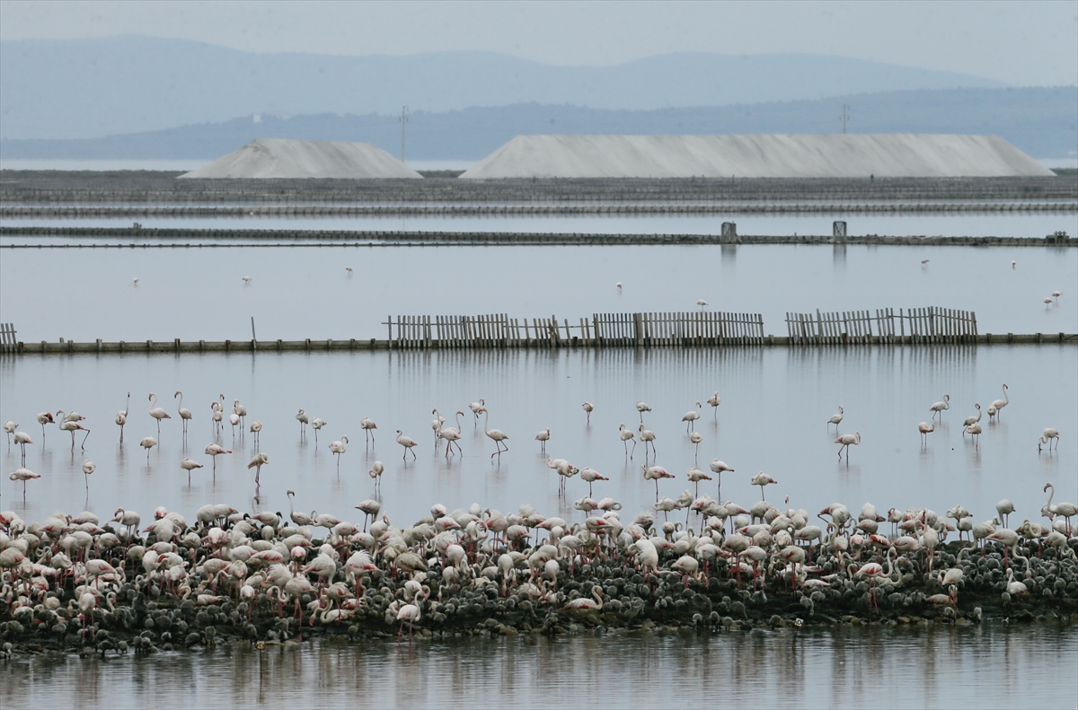 İzmir Kuş Cenneti yavru flamingolarla şenlendi