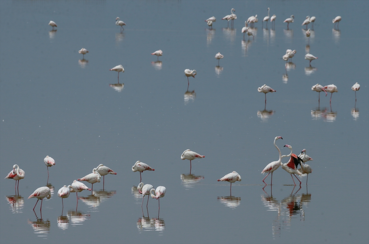 İzmir Kuş Cenneti yavru flamingolarla şenlendi