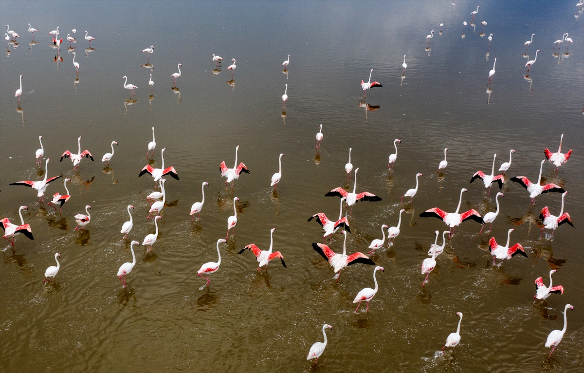 İzmir Kuş Cenneti yavru flamingolarla şenlendi