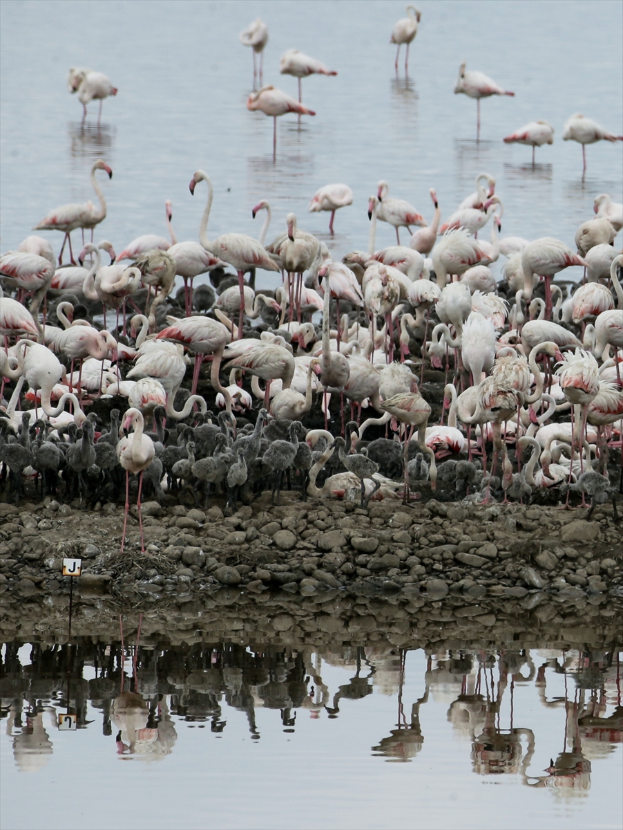 İzmir Kuş Cenneti yavru flamingolarla şenlendi