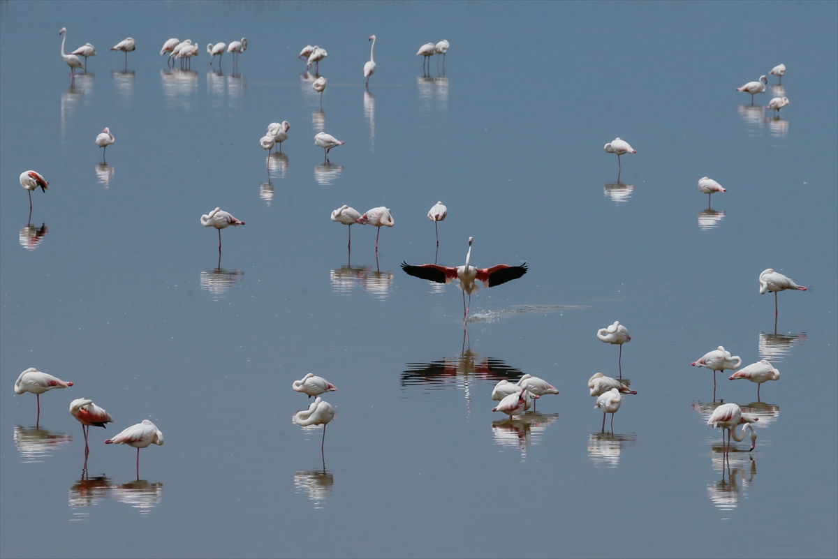 İzmir Kuş Cenneti yavru flamingolarla şenlendi