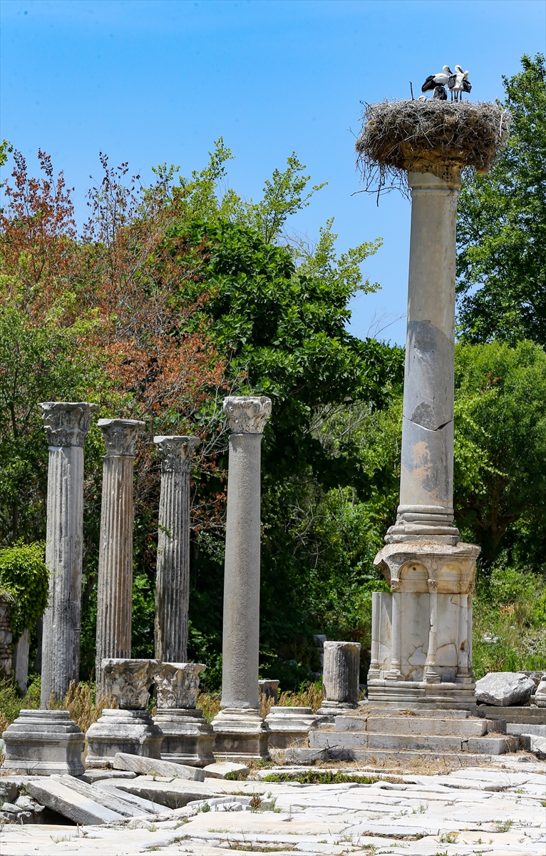 Efes Antik Kenti leylekleri