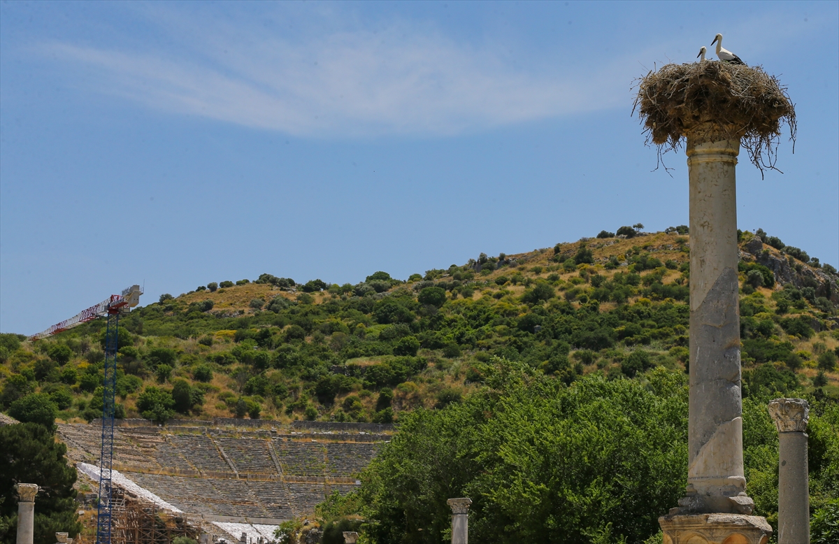 Efes Antik Kenti leylekleri