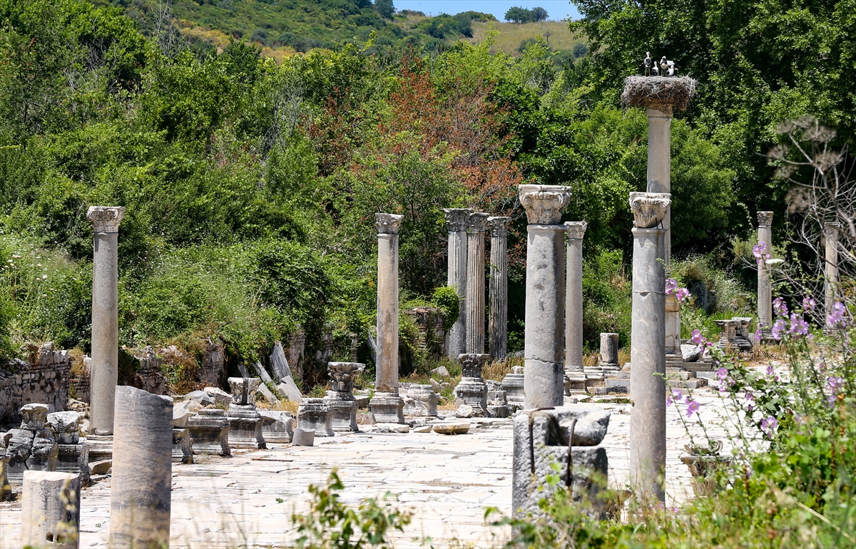 Efes Antik Kenti leylekleri