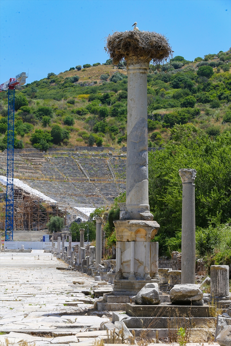 Efes Antik Kenti leylekleri