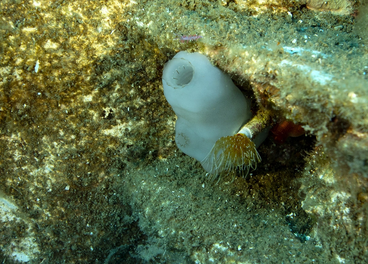 Karaburun su altı güzellikleri ilgi çekiyor