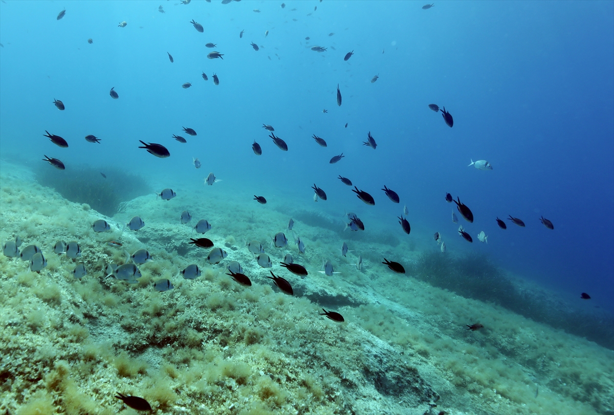 Karaburun su altı güzellikleri ilgi çekiyor