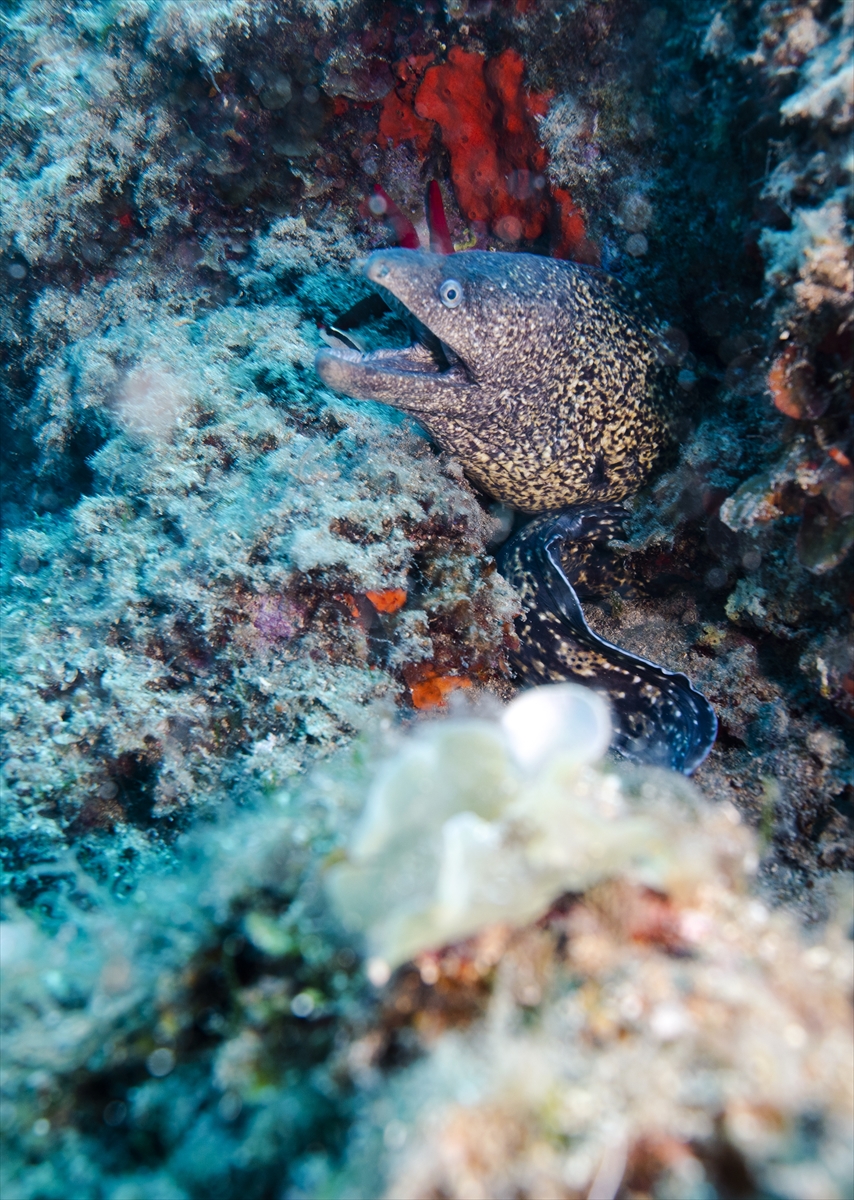 Karaburun su altı güzellikleri ilgi çekiyor