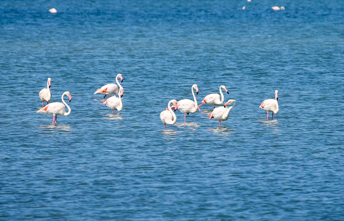 Kreşteki flamingo yavrularından muhteşem görüntüler