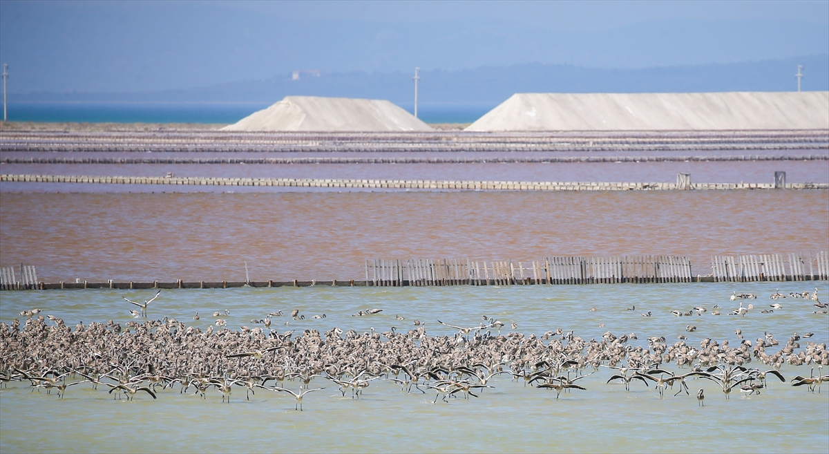 Kreşteki flamingo yavrularından muhteşem görüntüler