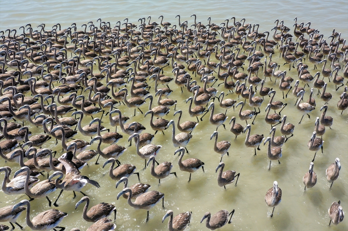 Kreşteki flamingo yavrularından muhteşem görüntüler