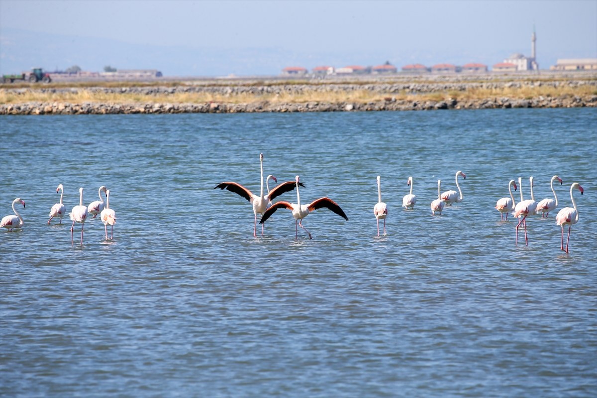 Kreşteki flamingo yavrularından muhteşem görüntüler