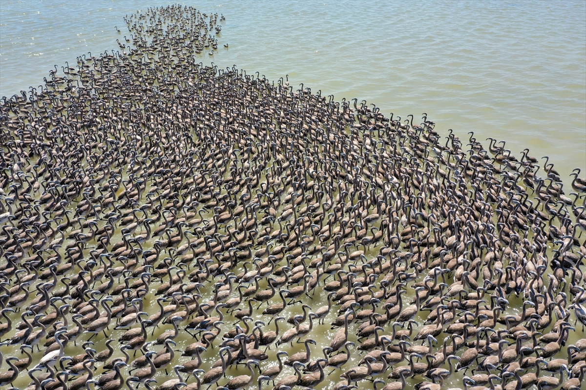 Kreşteki flamingo yavrularından muhteşem görüntüler