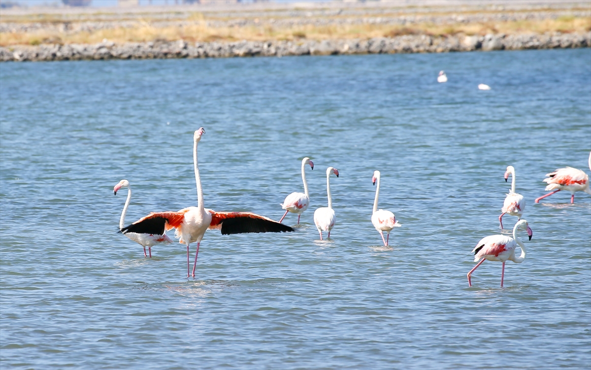 Kreşteki flamingo yavrularından muhteşem görüntüler