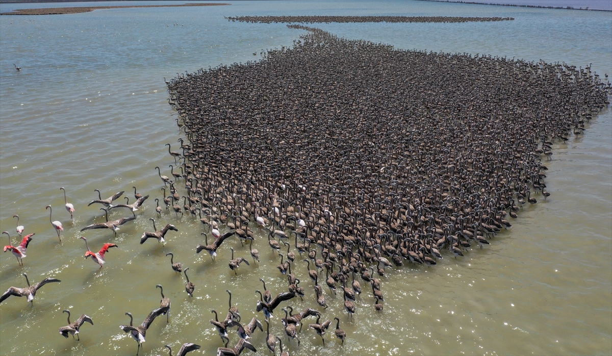 Kreşteki flamingo yavrularından muhteşem görüntüler