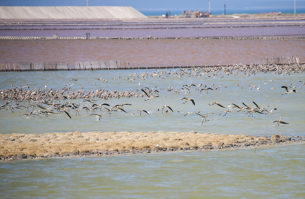 Kreşteki flamingo yavrularından muhteşem görüntüler