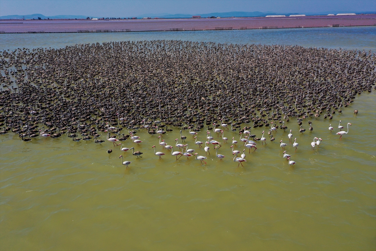 Kreşteki flamingo yavrularından muhteşem görüntüler