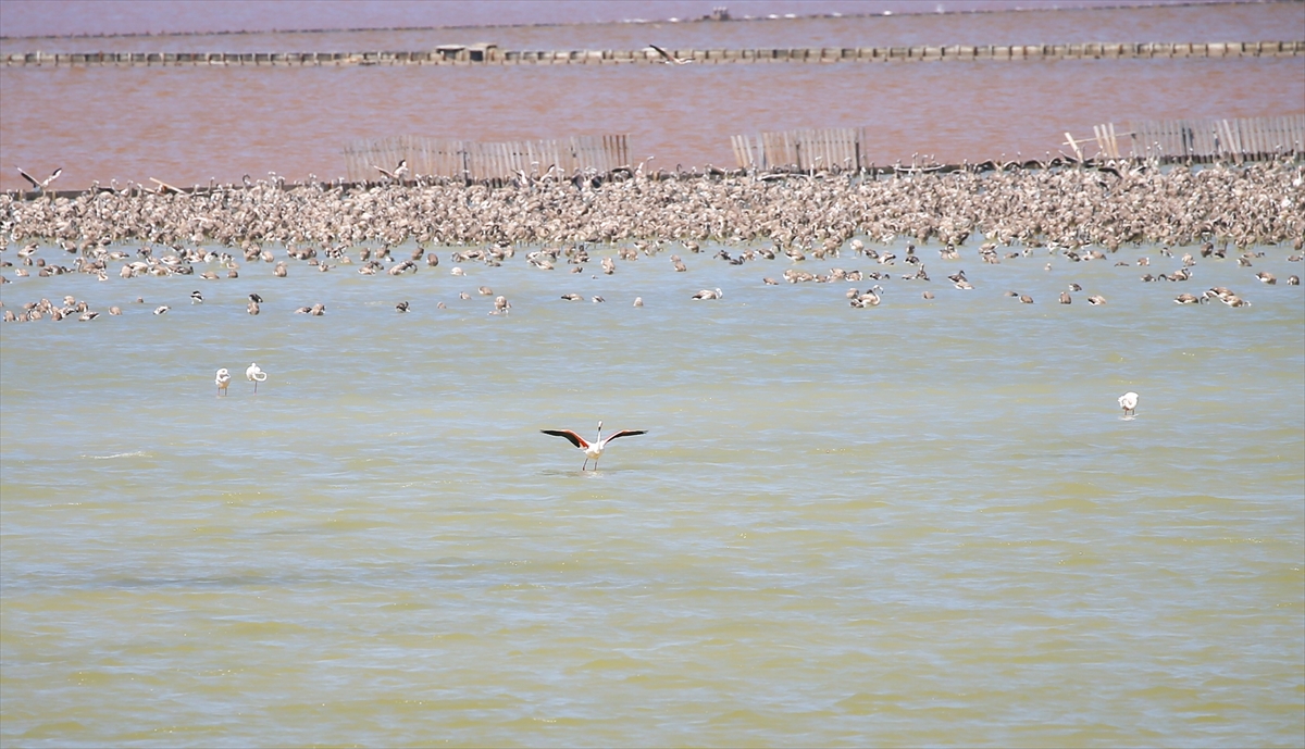 Kreşteki flamingo yavrularından muhteşem görüntüler