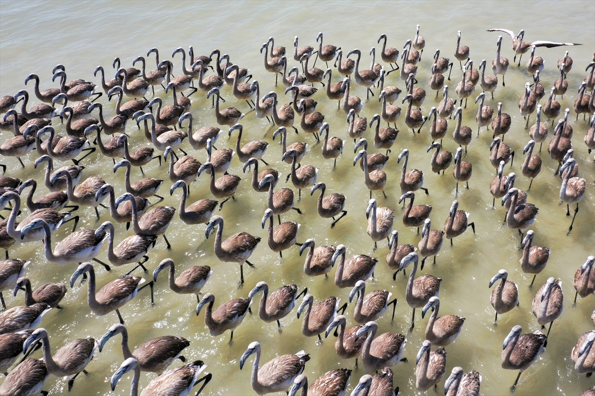 Kreşteki flamingo yavrularından muhteşem görüntüler