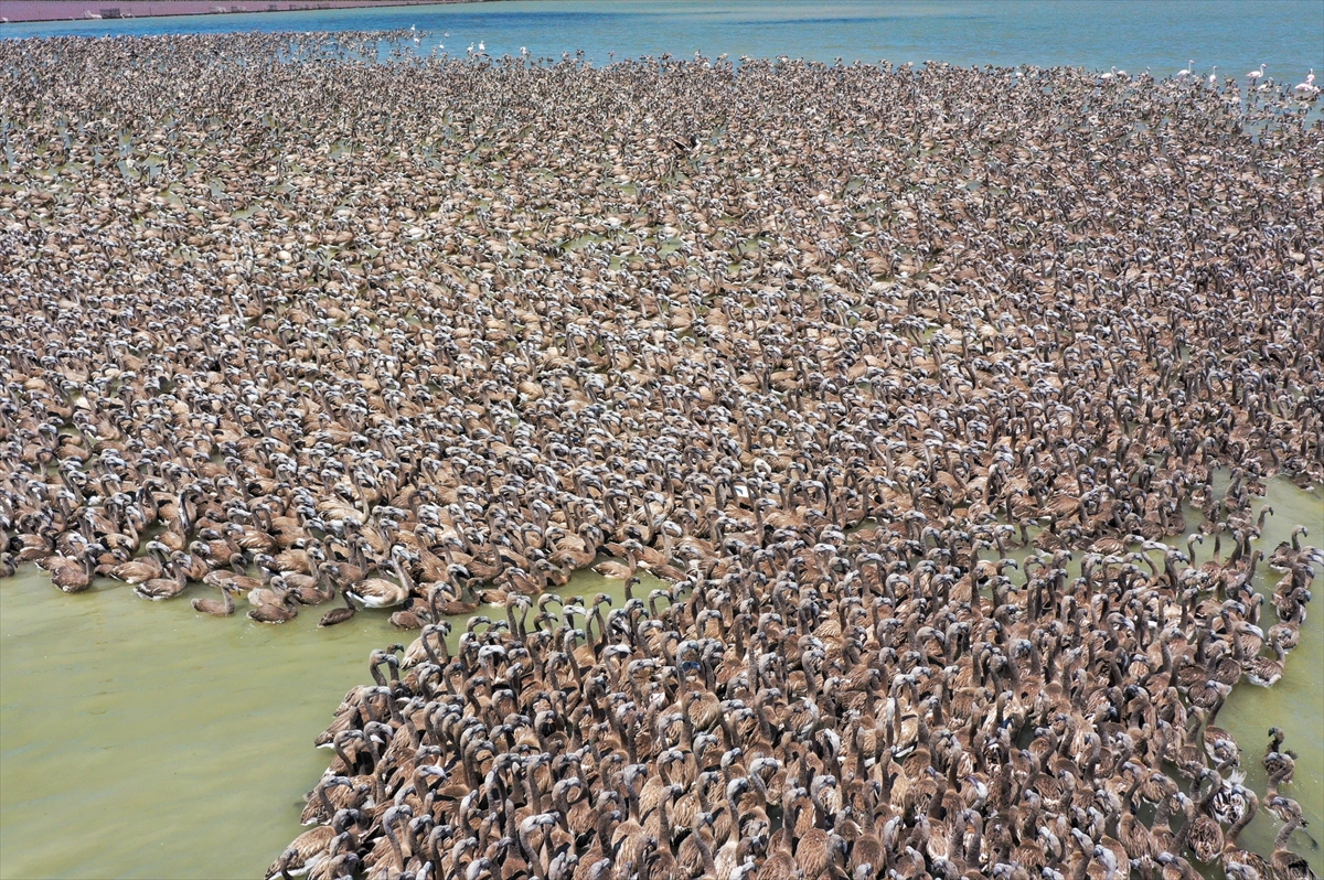 Kreşteki flamingo yavrularından muhteşem görüntüler