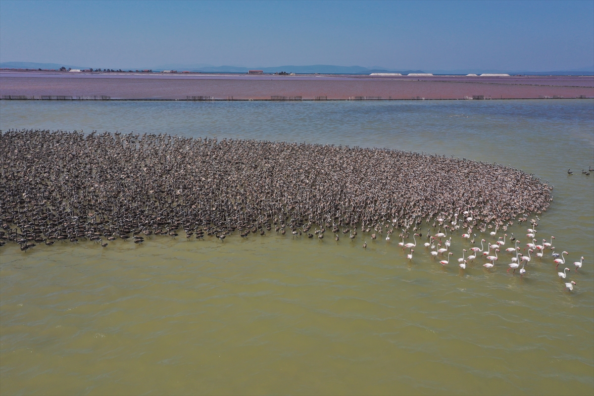 Kreşteki flamingo yavrularından muhteşem görüntüler