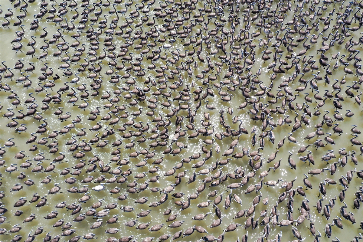 Kreşteki flamingo yavrularından muhteşem görüntüler