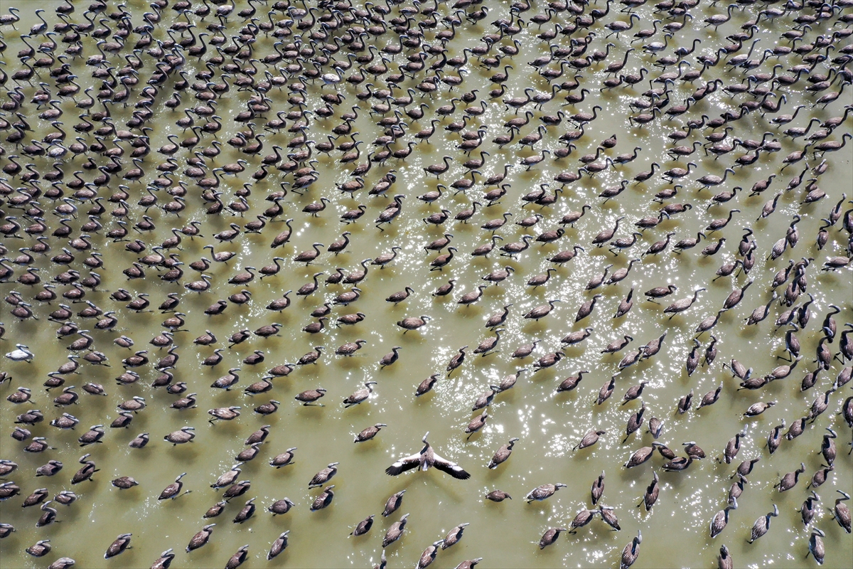 Kreşteki flamingo yavrularından muhteşem görüntüler