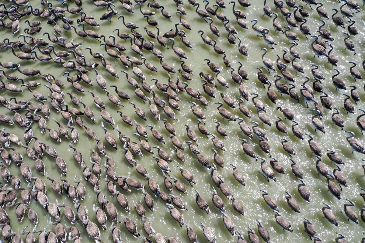 Kreşteki flamingo yavrularından muhteşem görüntüler