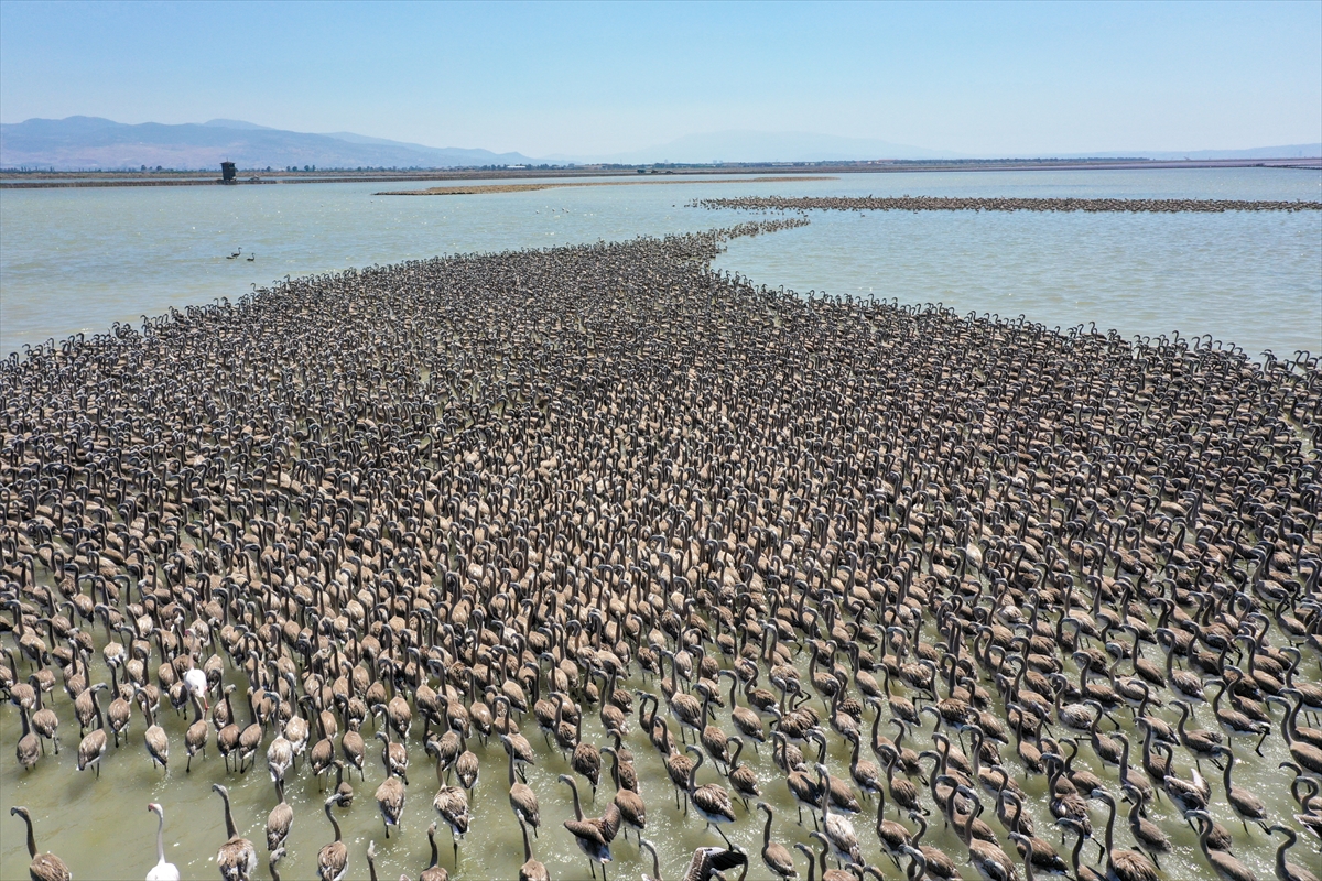 Kreşteki flamingo yavrularından muhteşem görüntüler