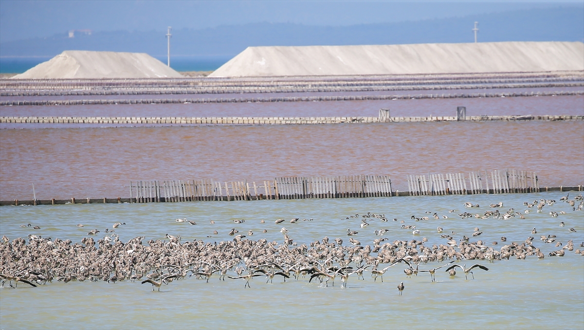 Kreşteki flamingo yavrularından muhteşem görüntüler