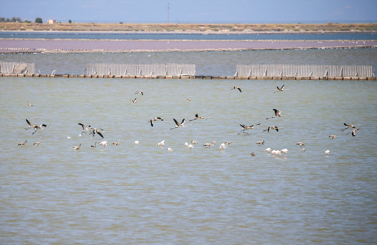 Kreşteki flamingo yavrularından muhteşem görüntüler