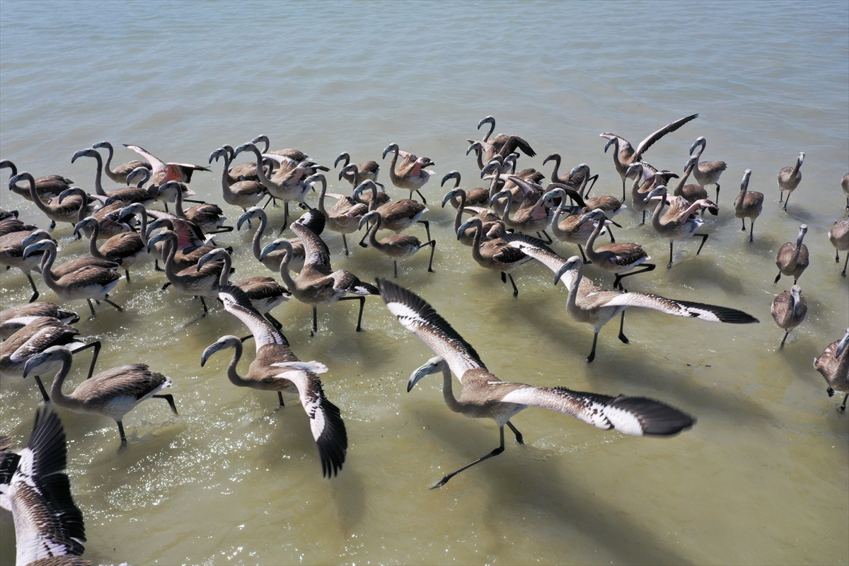 Kreşteki flamingo yavrularından muhteşem görüntüler