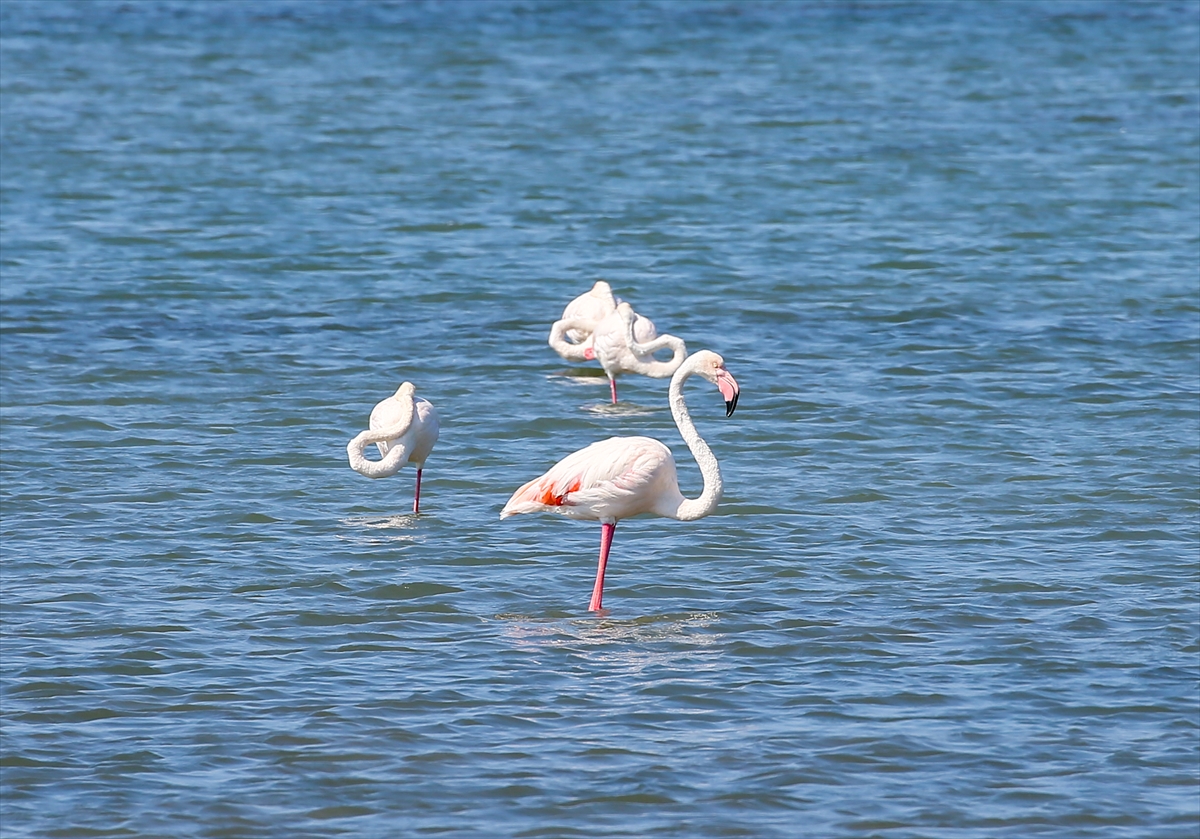 Kreşteki flamingo yavrularından muhteşem görüntüler